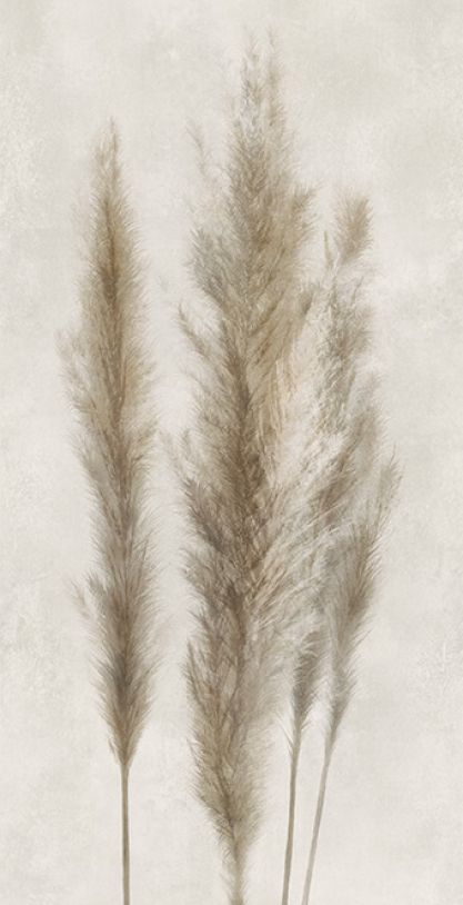 Caesar DecPampa 120x278 A