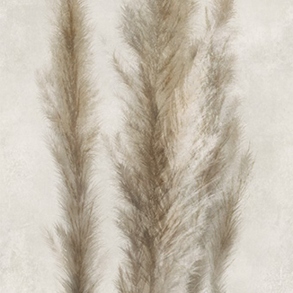 Caesar DecPampa 120x278 A